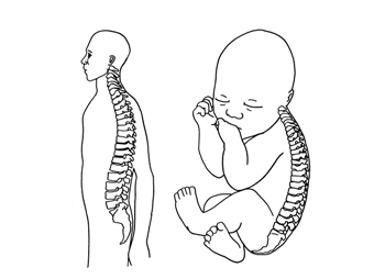 Ábra: Felnőtt kettős S alakú gerince, újszülött C alakú gerince